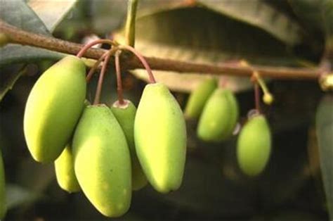 桂花果實可以吃嗎|桂花果实怎么吃